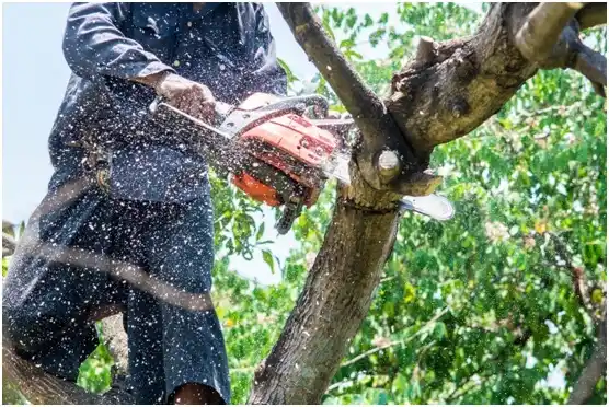 tree services Crivitz